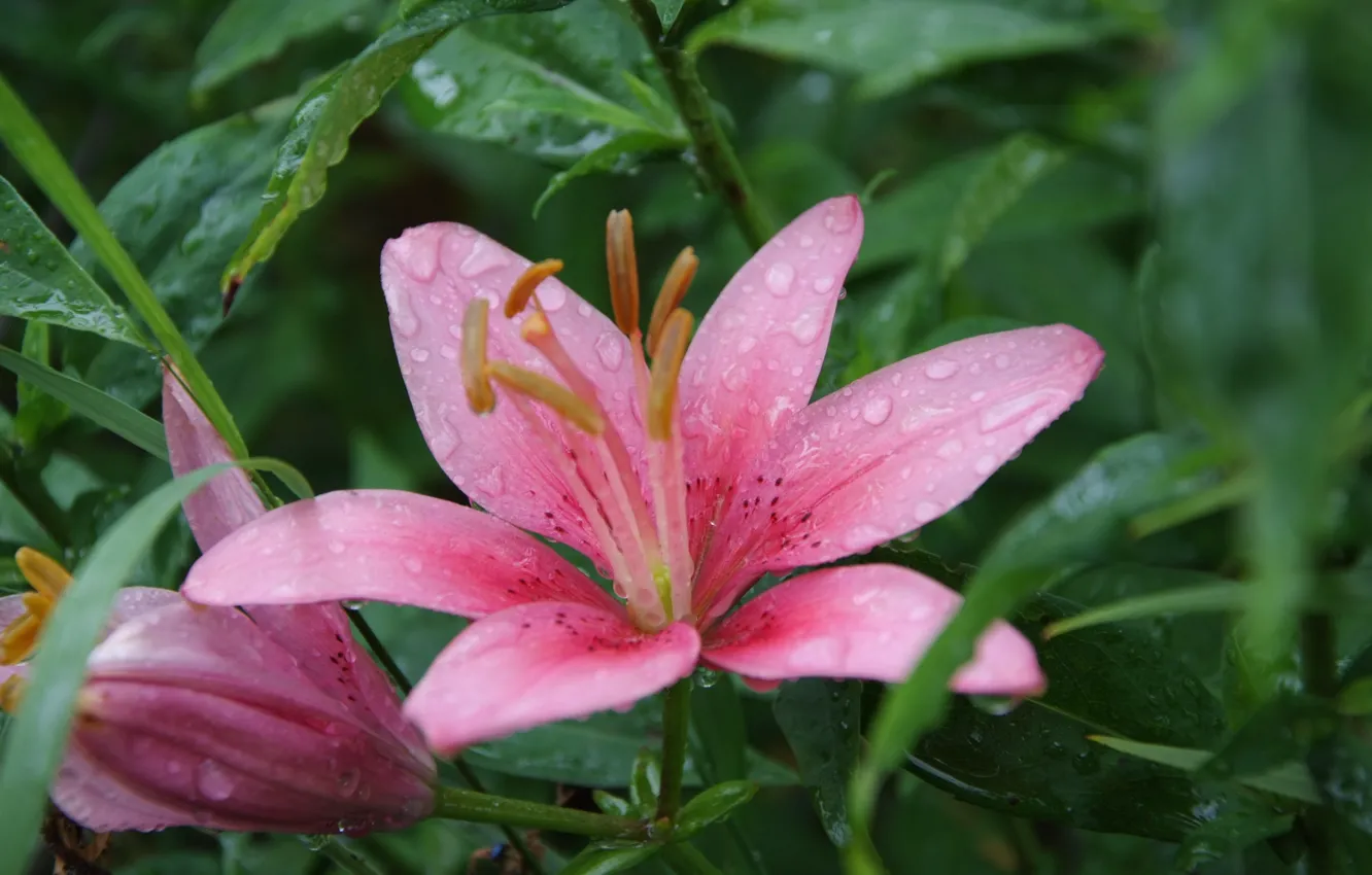 Photo wallpaper drops, flowers, rain, Lily
