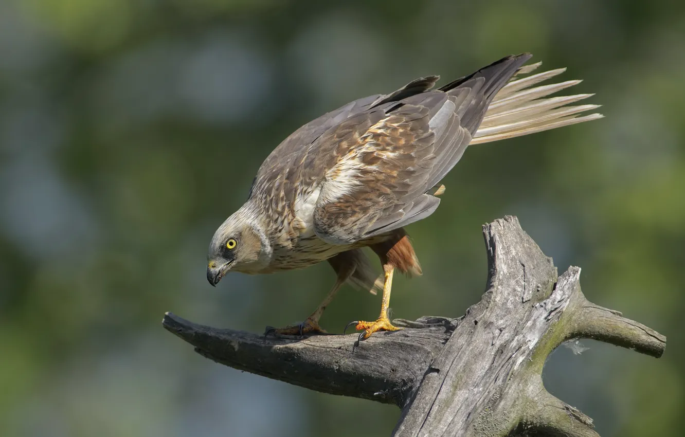 Photo wallpaper background, bird, stump, DUELL ©