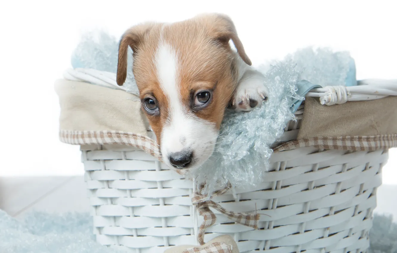 Photo wallpaper basket, dog, puppy, face, basket, doggie, Jack Russell Terrier