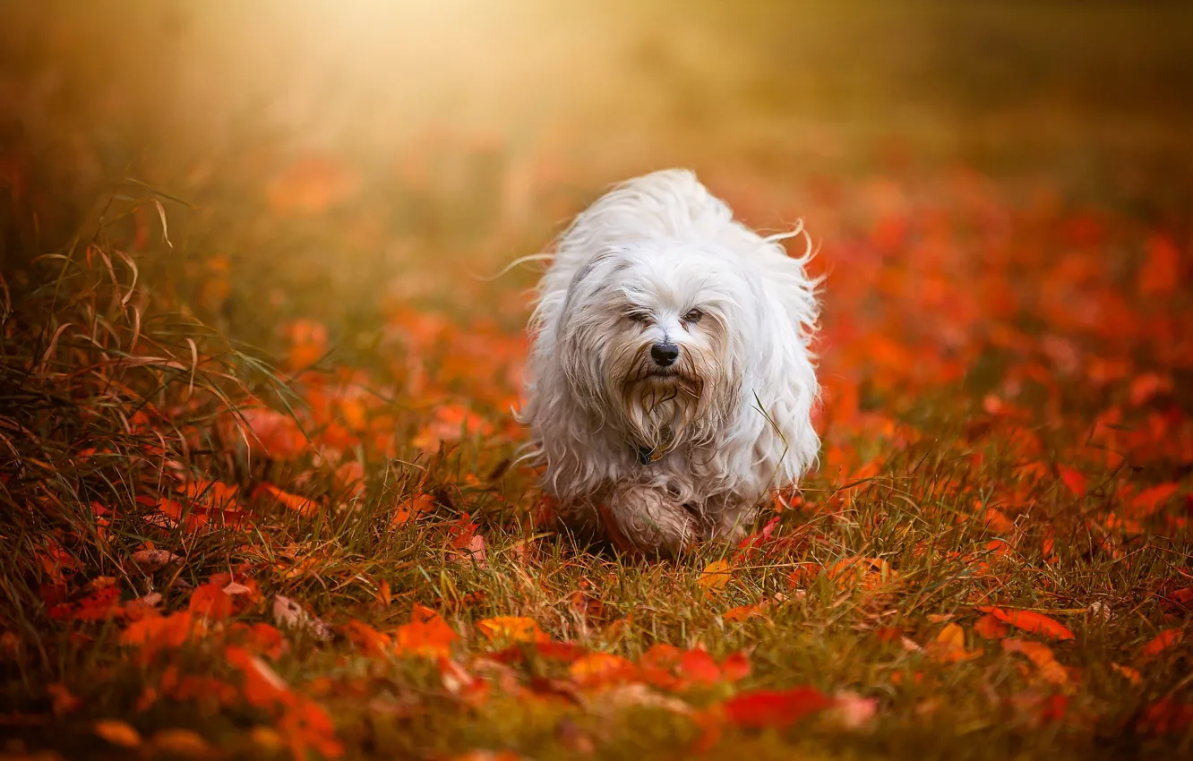 Photo wallpaper autumn, leaves, dog, The Havanese