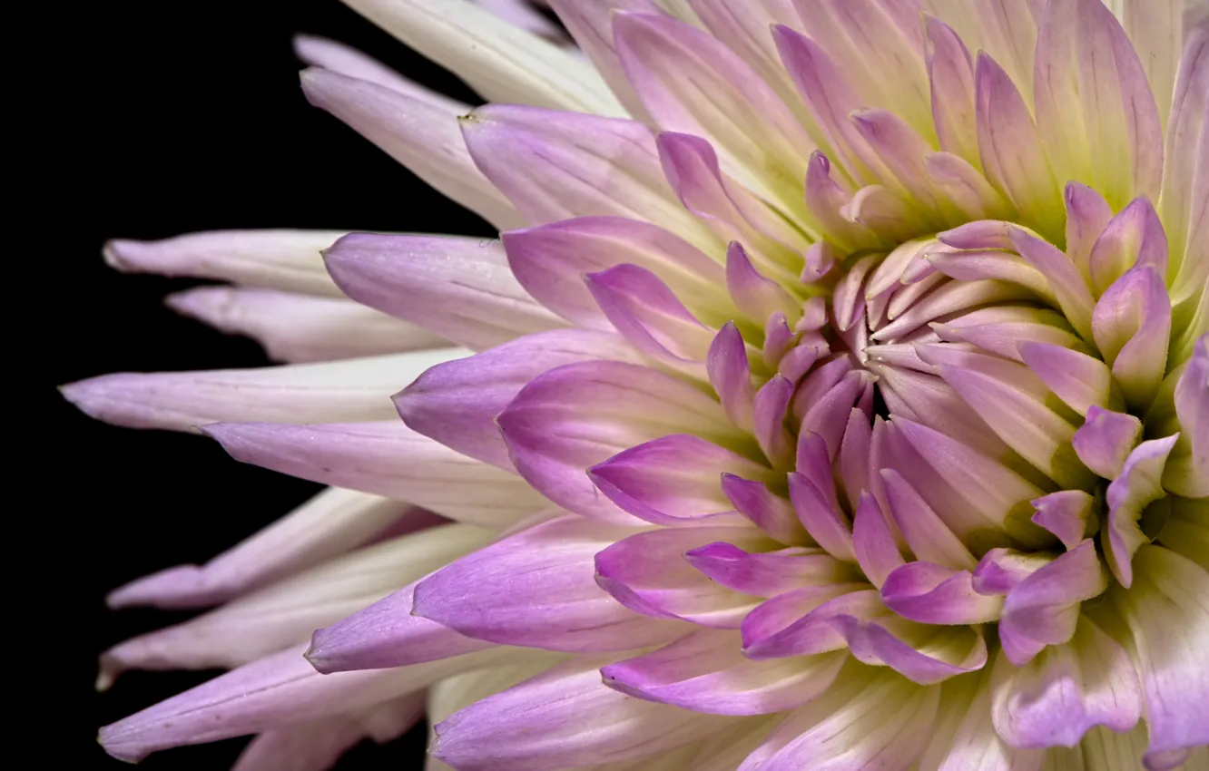 Photo wallpaper macro, petals, dahlias
