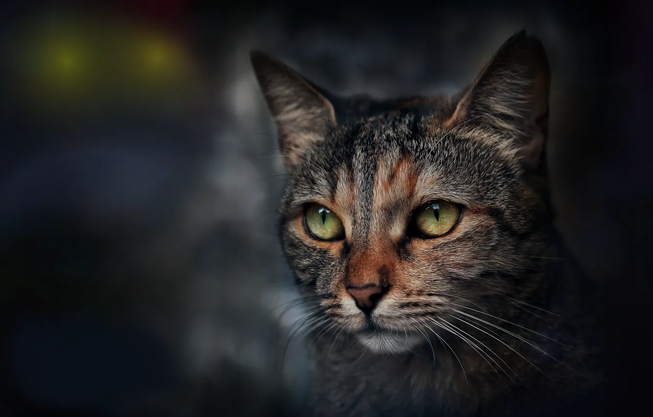 Photo wallpaper cat, cat, look, portrait, muzzle
