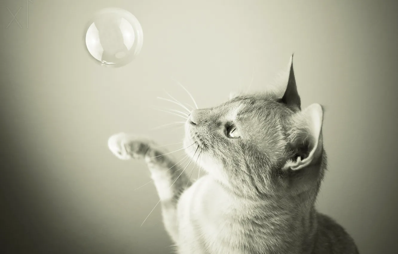 Photo wallpaper cat, cat, bubble, soap bubble, Samantha Tran