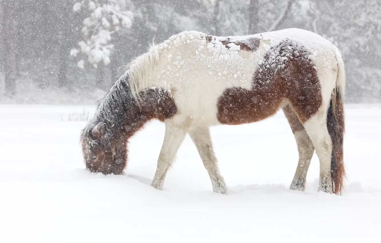 Photo wallpaper winter, snow, horse, horse, pony, snowfall