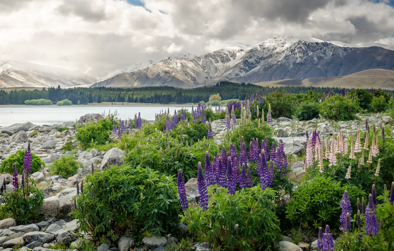 Photo wallpaper flowers, mountains, New Zealand