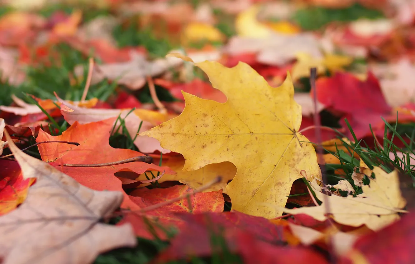 Photo wallpaper autumn, leaves, macro