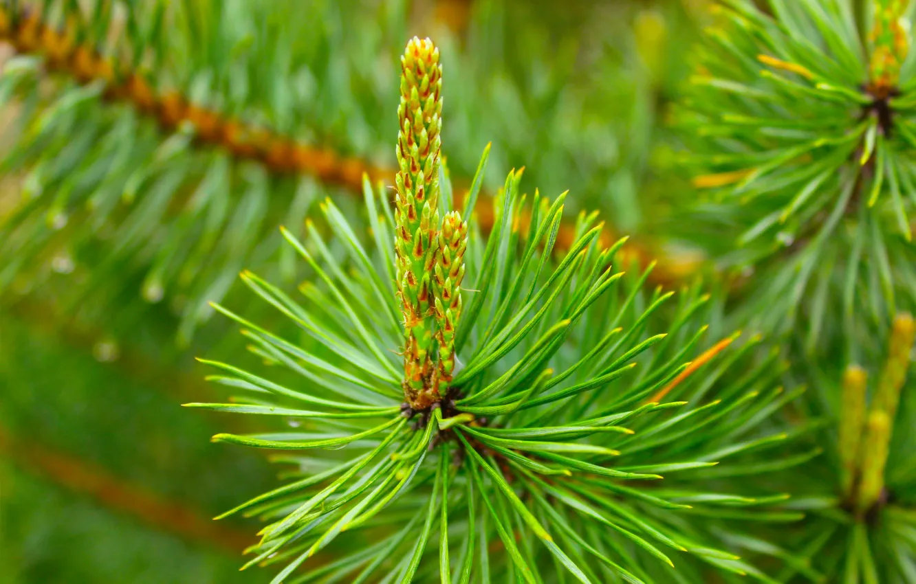 Photo wallpaper green, tree, pine, twig