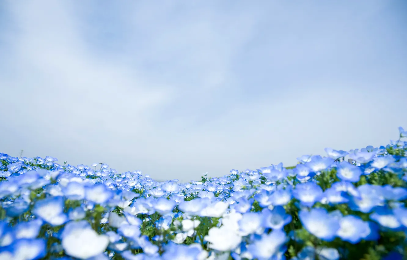 Photo wallpaper field, nature, carpet, meadow, Nemophila