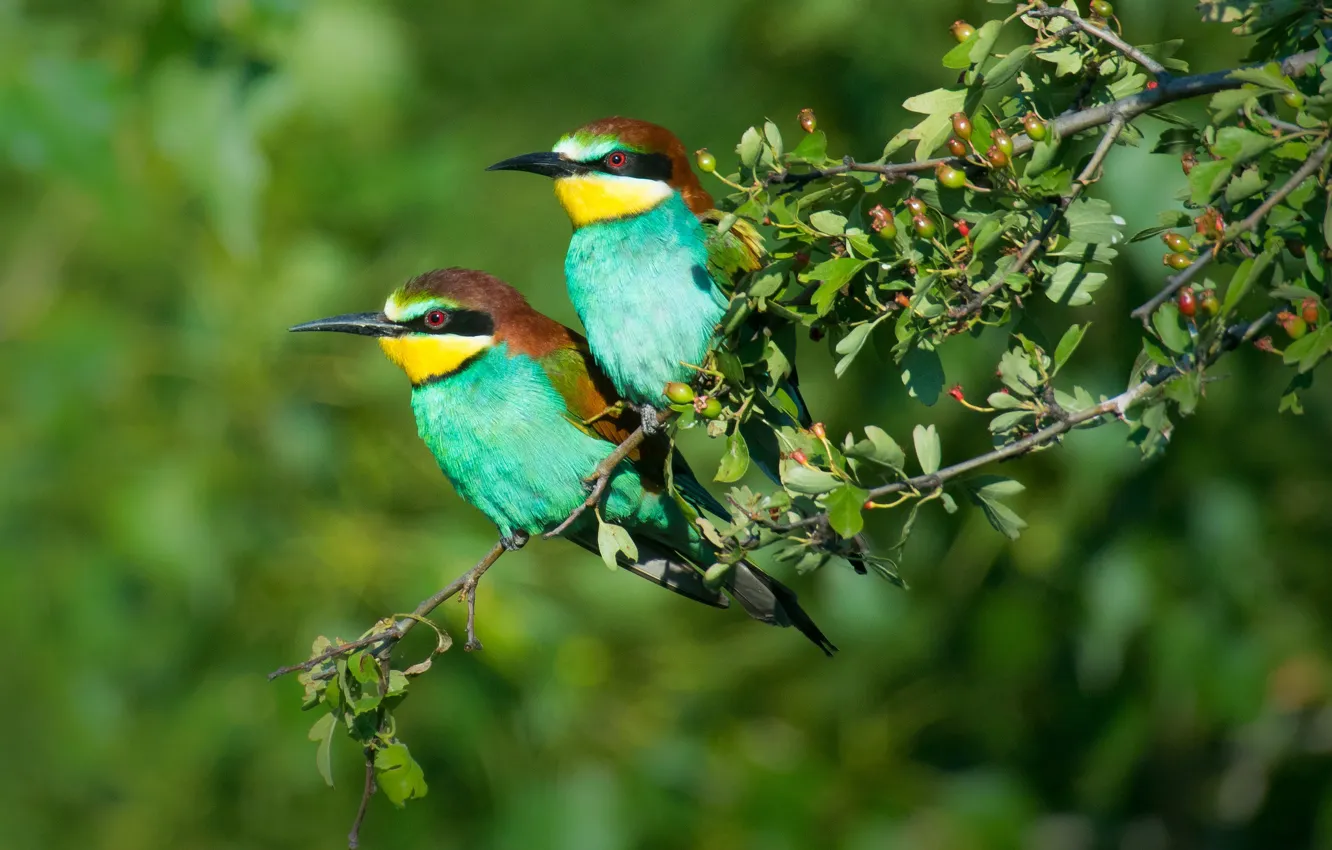 Photo wallpaper bird, pair, peeled, schurka