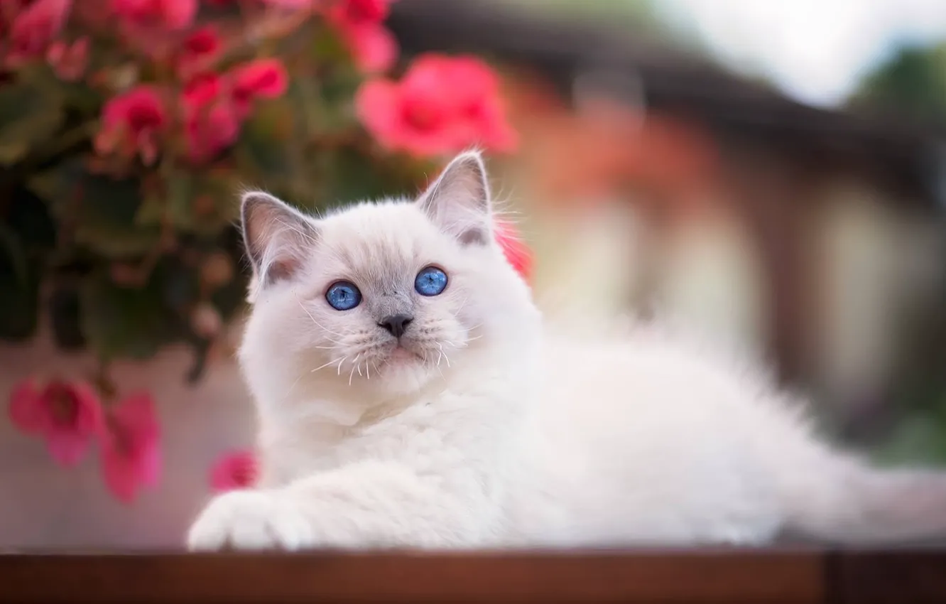 Photo wallpaper look, baby, kitty, blue eyes, bokeh, Ragdoll