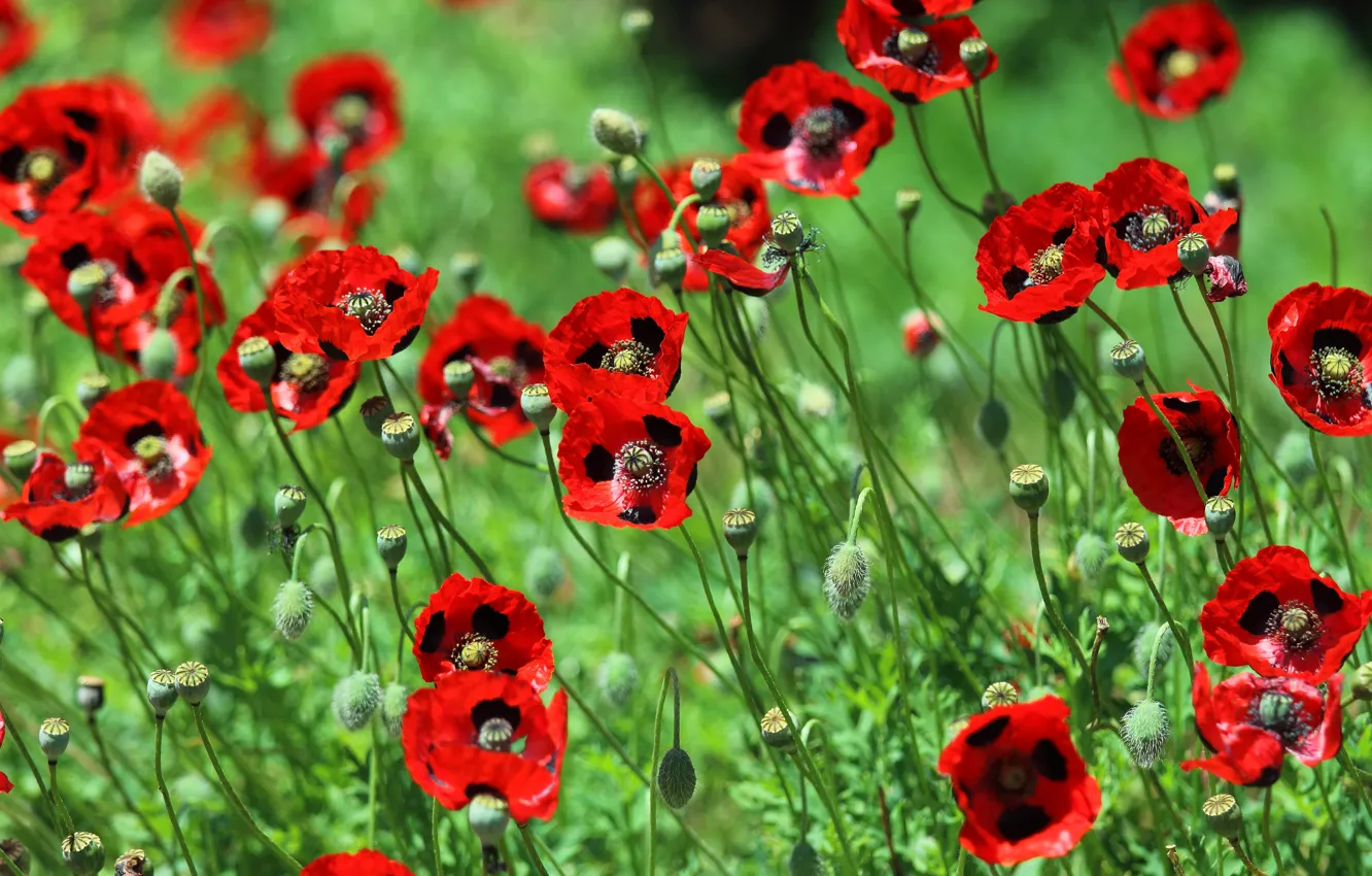 Photo wallpaper flowers, red, Maki