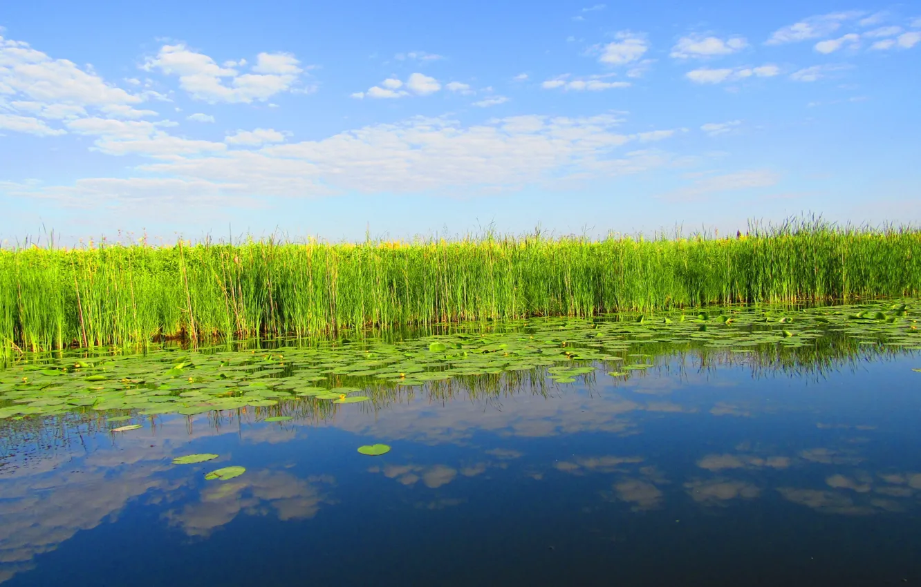 Photo wallpaper the sky, water, clouds, nature, reflection, reed, water lilies