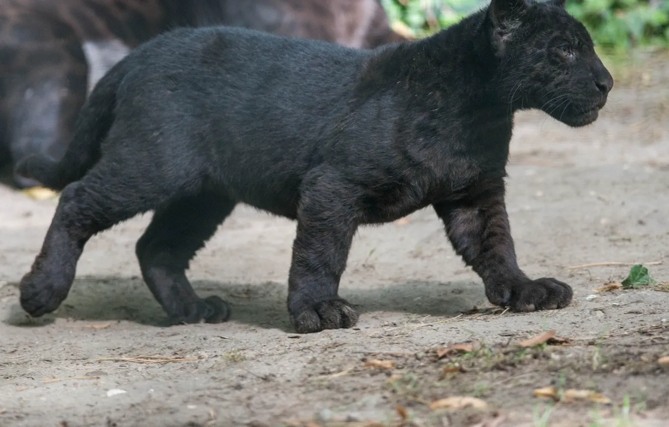 Photo wallpaper wildlife, wild cat, Black Panther, cubs, Panthers, baby animals