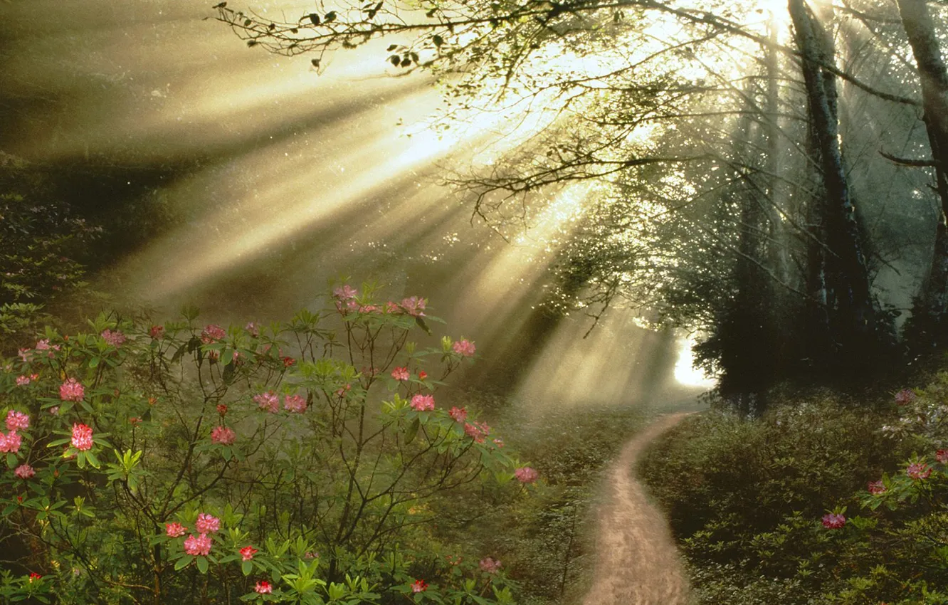 Photo wallpaper forest, flowers, track, The Flow Of Light