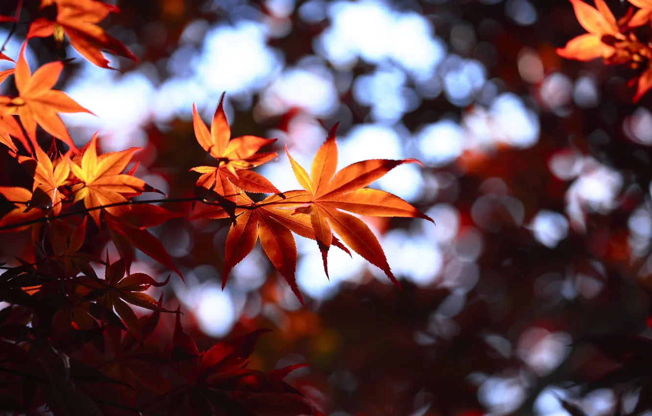 Photo wallpaper autumn, leaves, blur, bokeh