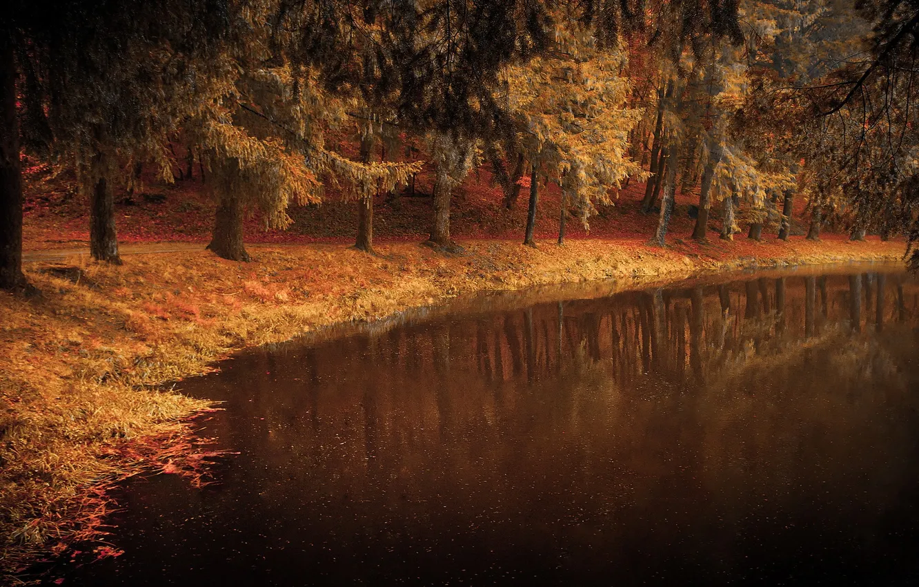 Photo wallpaper trees, lake, Park