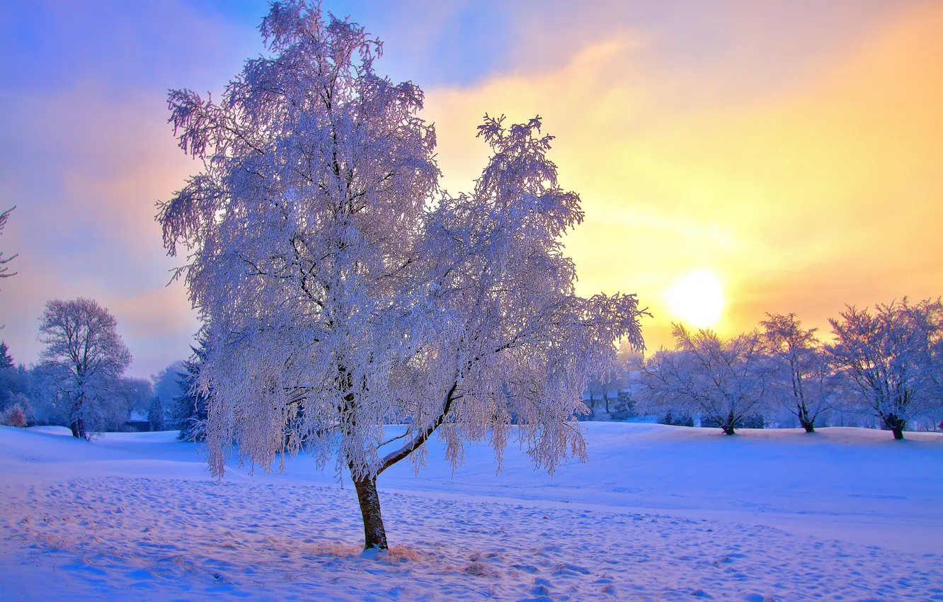 Photo wallpaper winter, the sun, trees, nature, blue