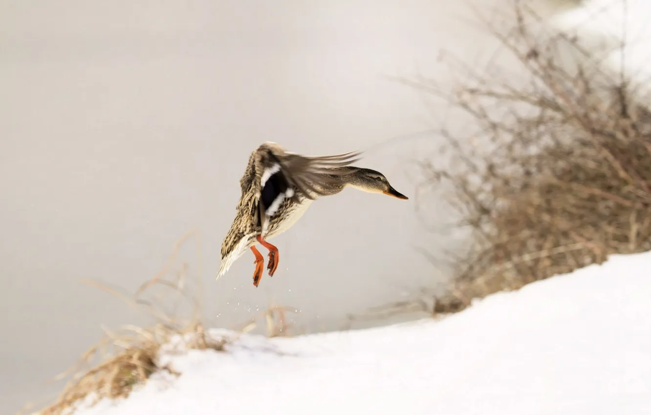 Photo wallpaper winter, bird, duck