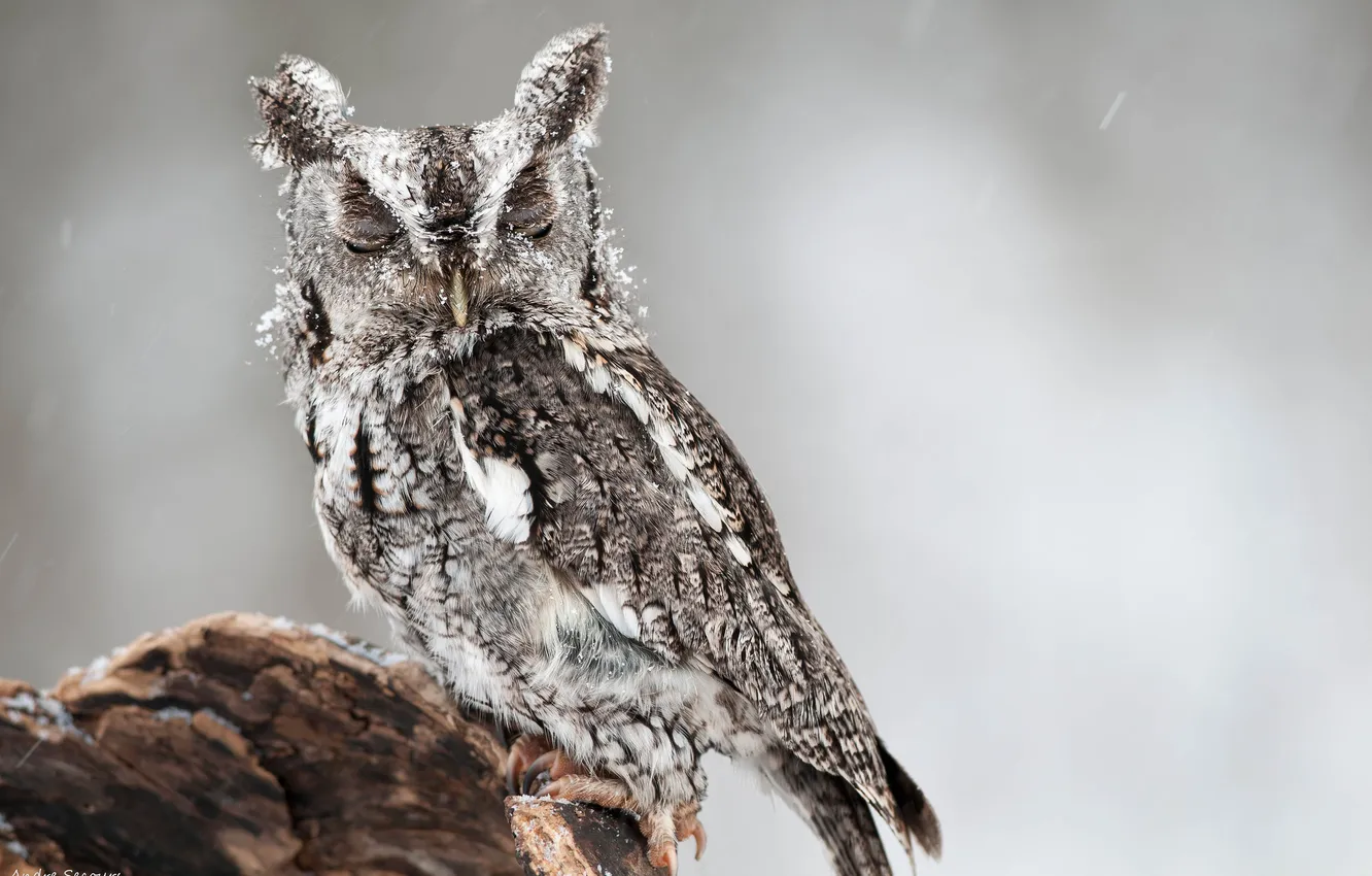 Photo wallpaper snow, owl, North American scoop