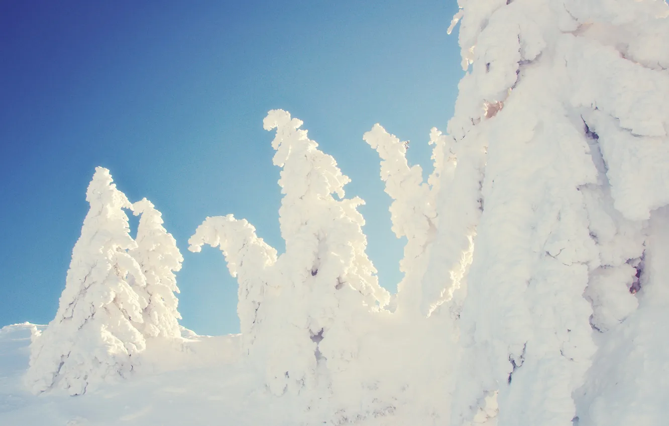 Photo wallpaper winter, snow, trees, spruce, slope, snowy