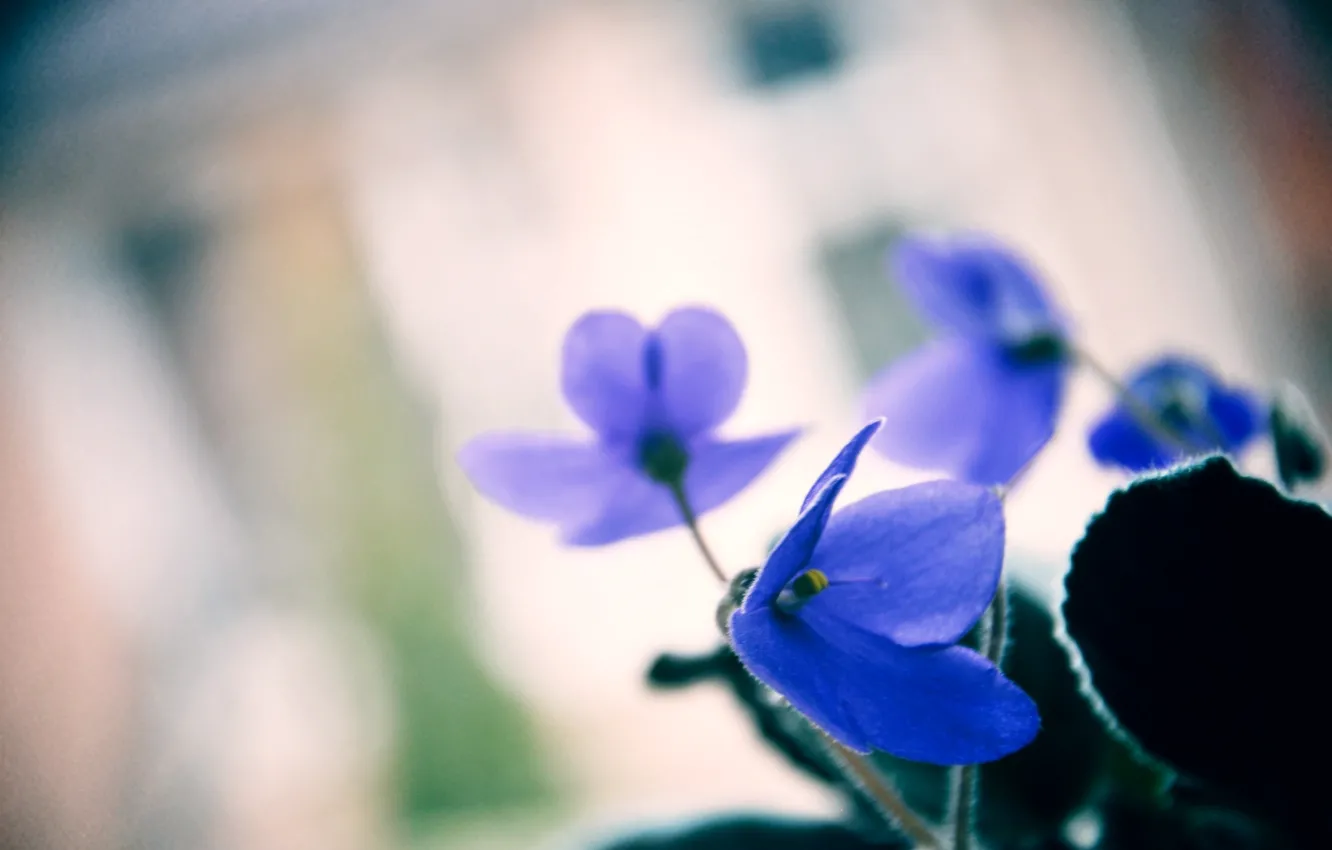 Photo wallpaper flowers, blue, violet