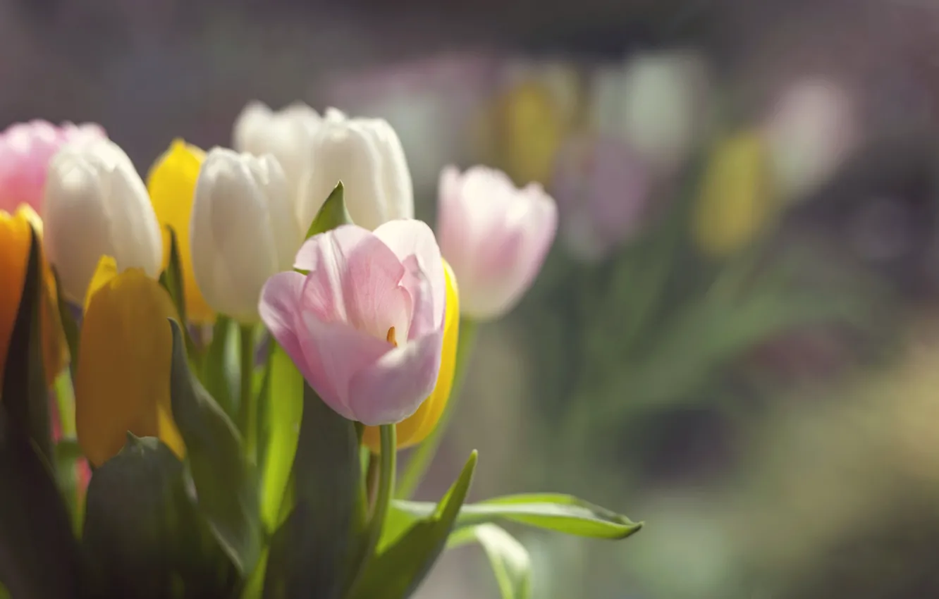 Photo wallpaper flowers, spring, tulips