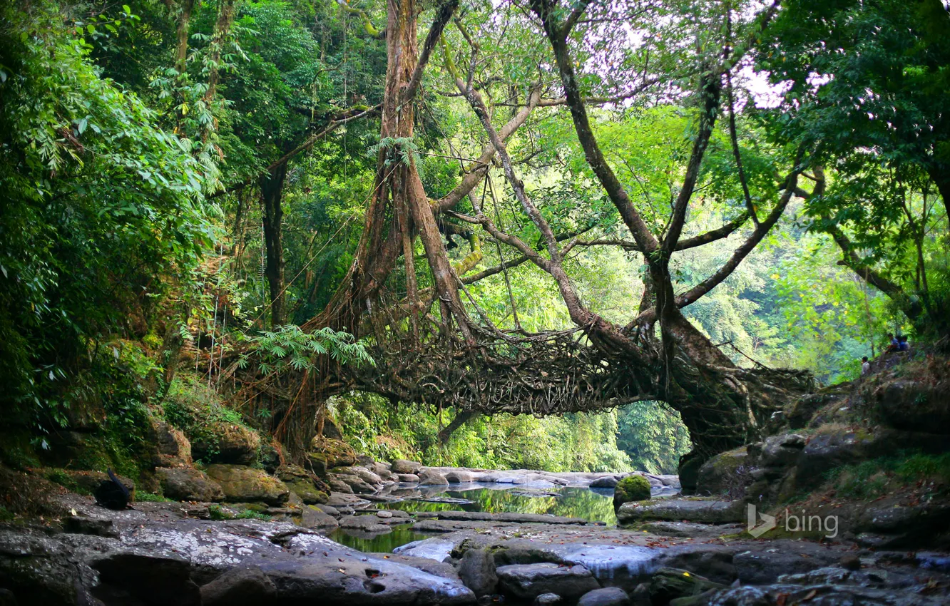 Photo wallpaper forest, trees, river, stones, India, vines, East Khasi Hills, Meghalaya