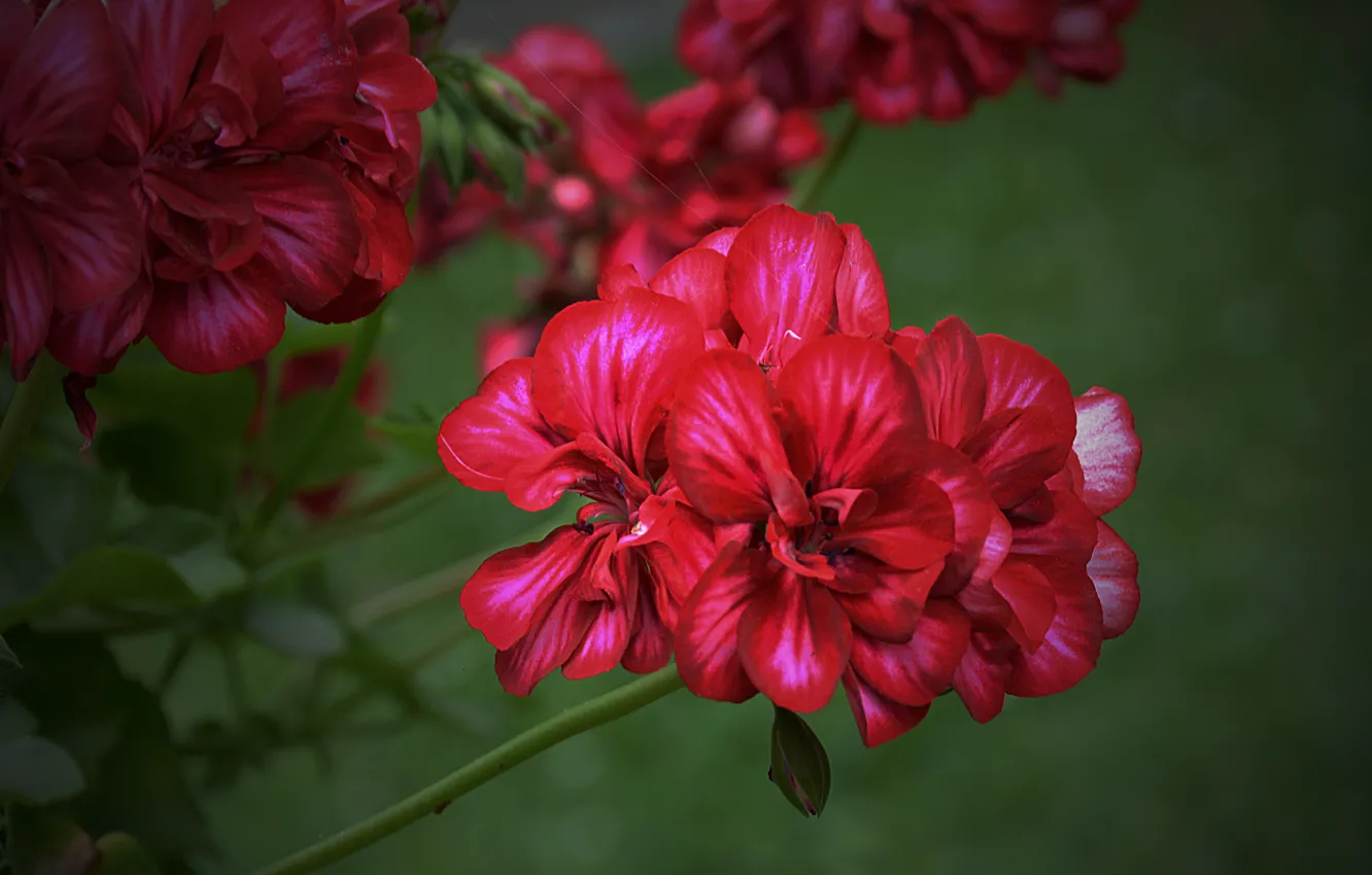 Photo wallpaper red, red, flowers, flowering, Flowers, bokeh, bokeh, flowering