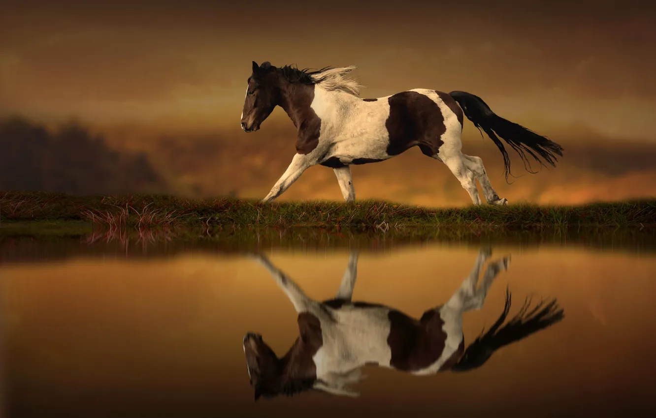 Photo wallpaper reflection, horse, running, Horse