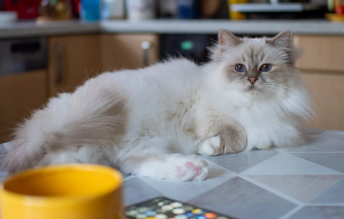 Photo wallpaper cat, cat, look, pose, face, Ragdoll