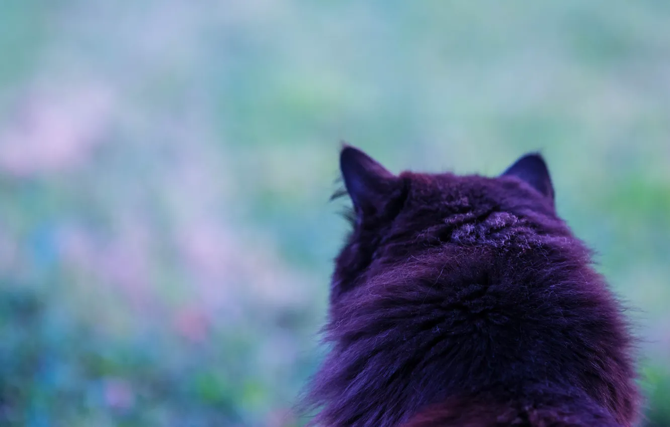 Photo wallpaper cat, background, wool, Kote