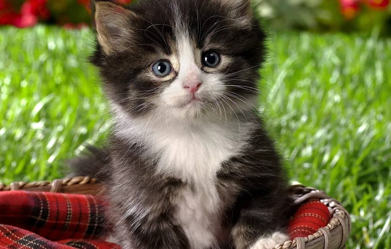 Photo wallpaper cat, fluffy, small, kitty