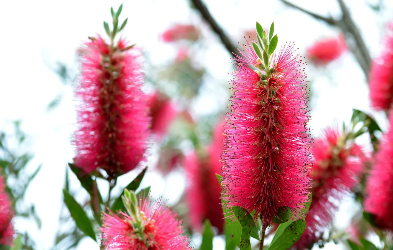 Photo wallpaper macro, red, exotic