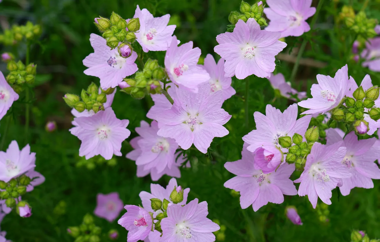 Photo wallpaper greens, flowers, garden, pink, buds, lavatera, mallow