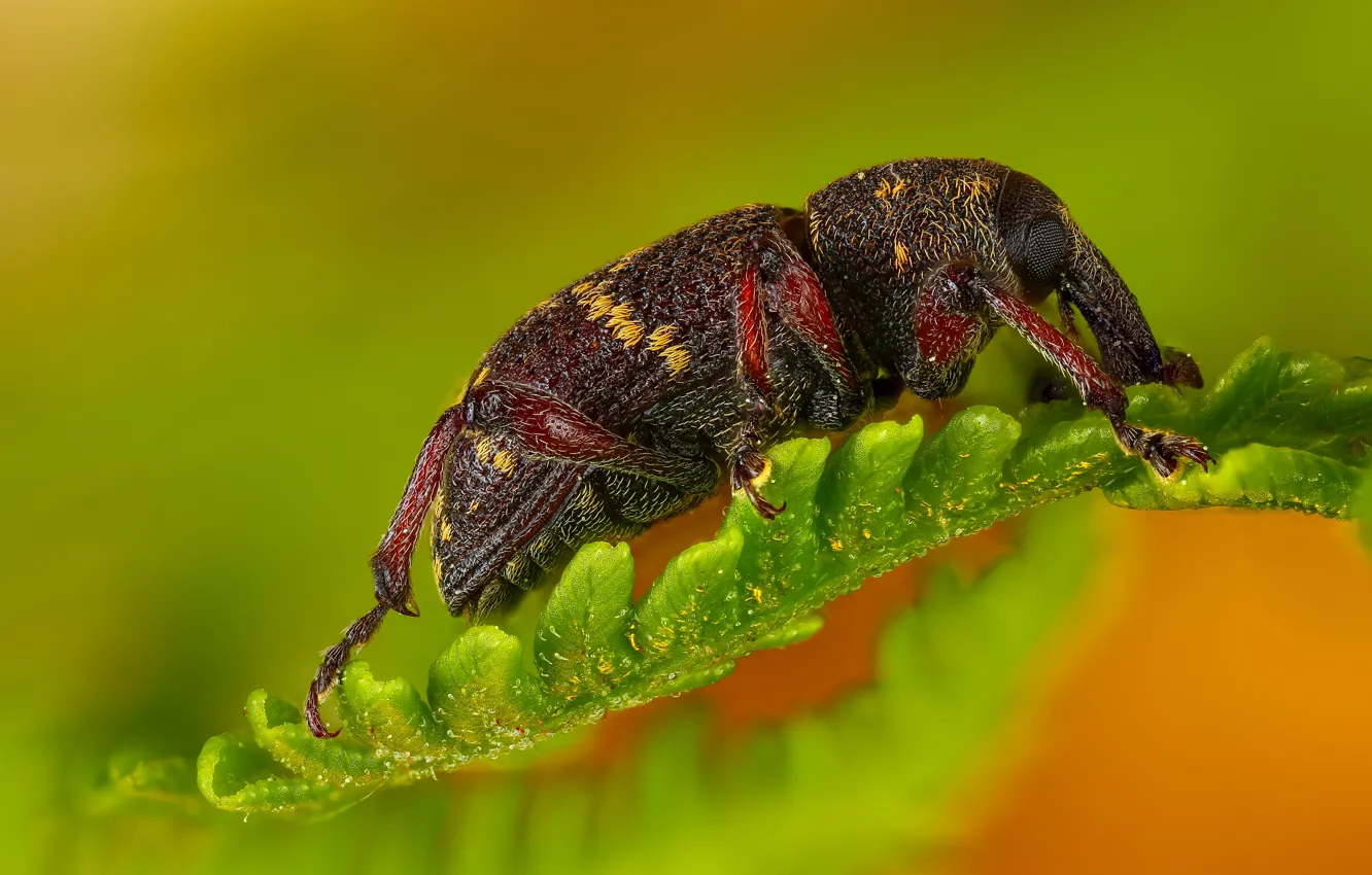 Photo wallpaper leaves, macro, beetle, insect