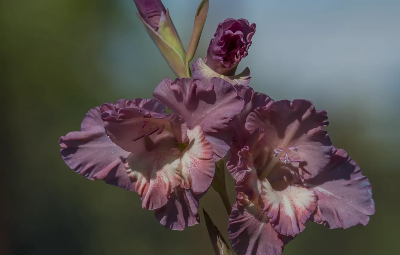 Photo wallpaper flower, nature, autumn, Gladiolus, bokeh effect