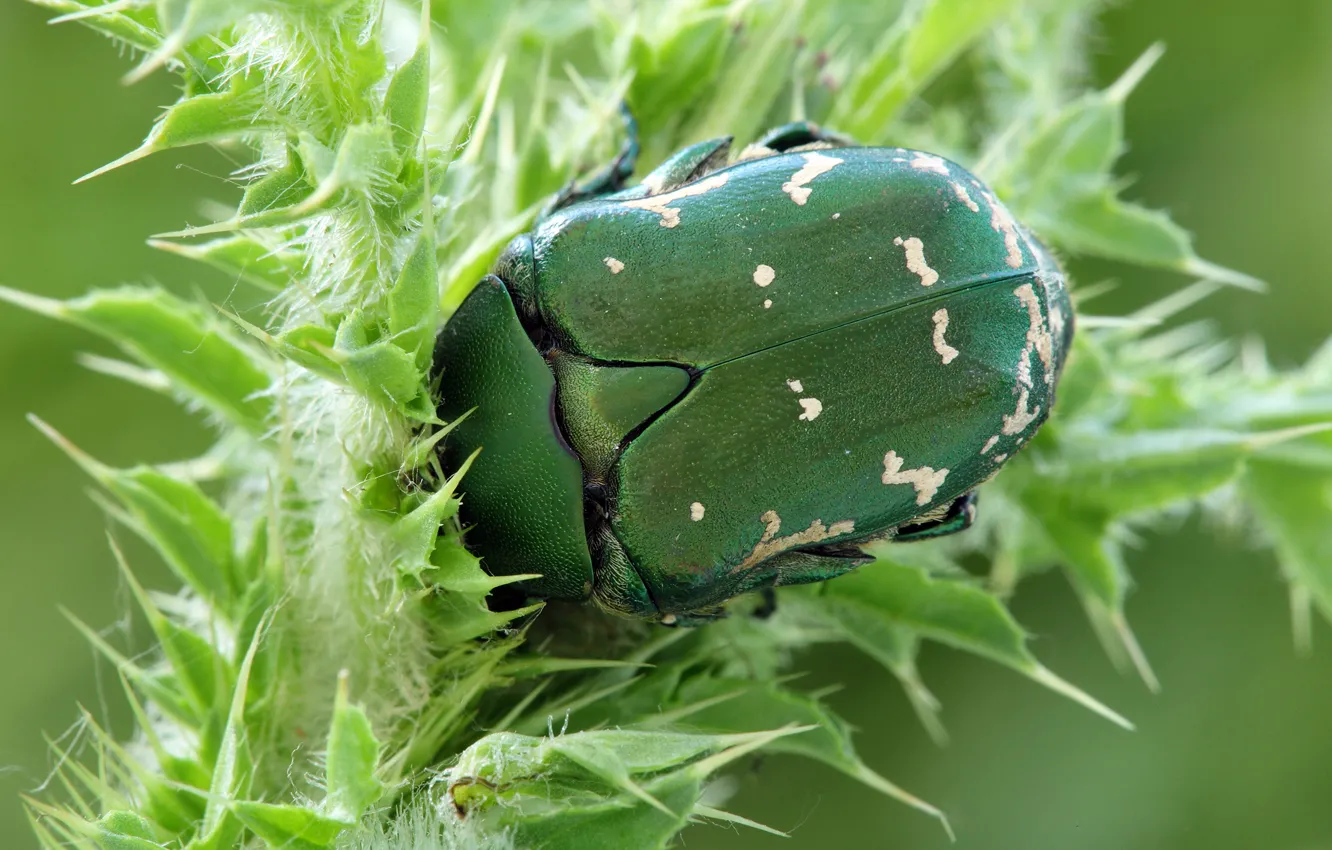 Photo wallpaper macro, plant, beetle, barb, Wallpaper from lolita777