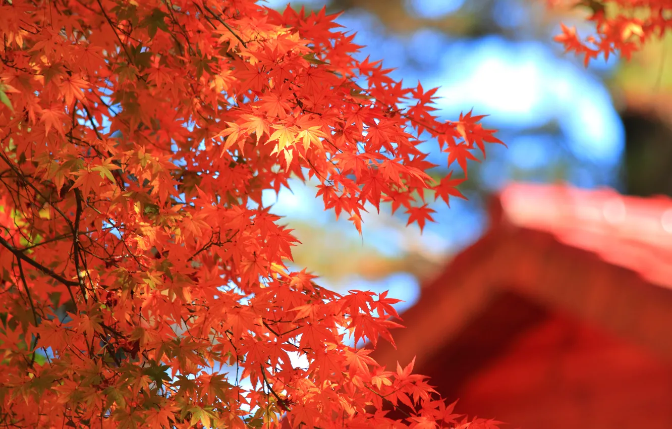 Photo wallpaper roof, autumn, leaves, macro, house, tree, blur, red