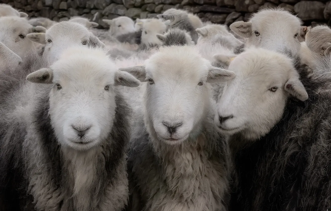 Photo wallpaper nature, background, sheep