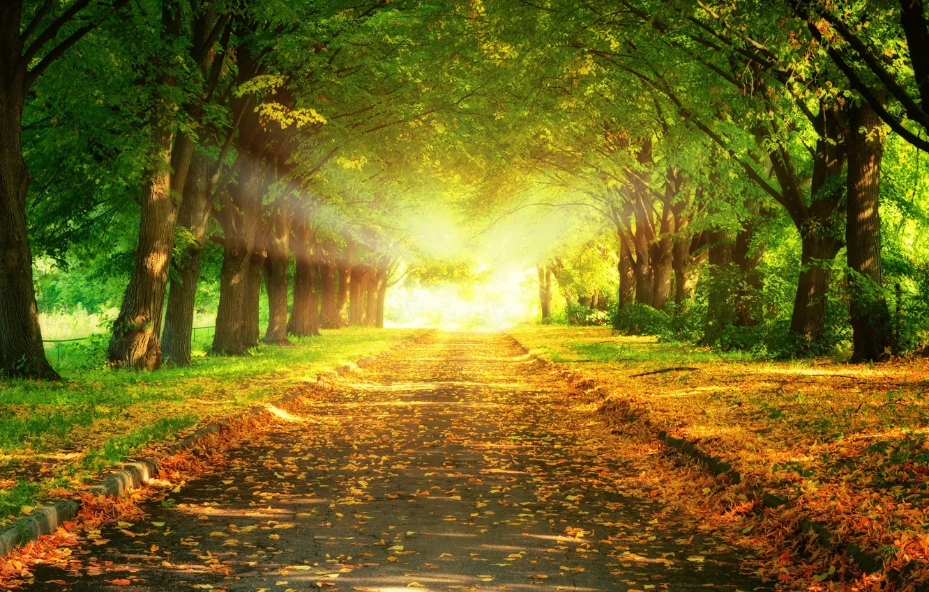 Photo wallpaper road, leaves, light, trees, nature, light, alley, trees