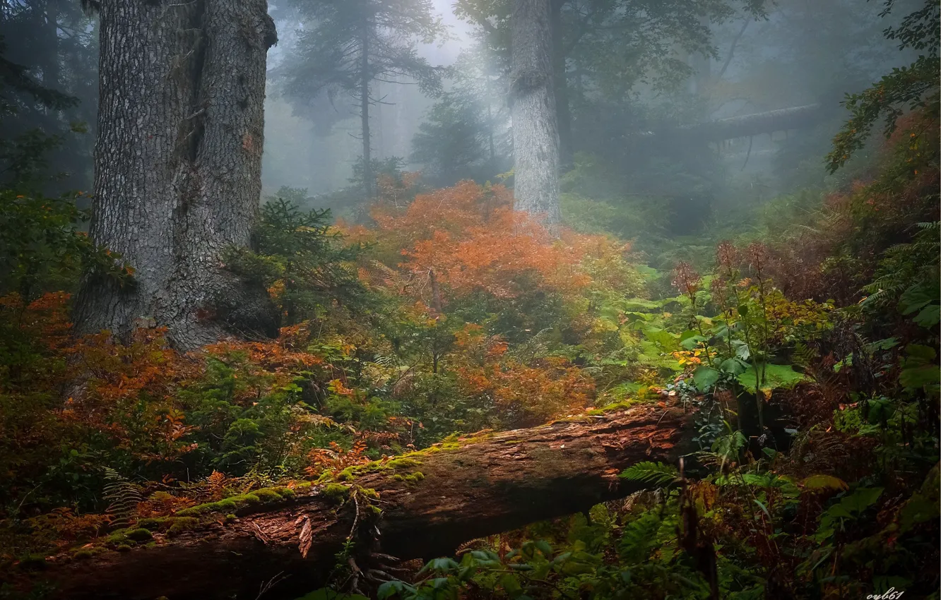 Photo wallpaper forest, trees, nature, fog