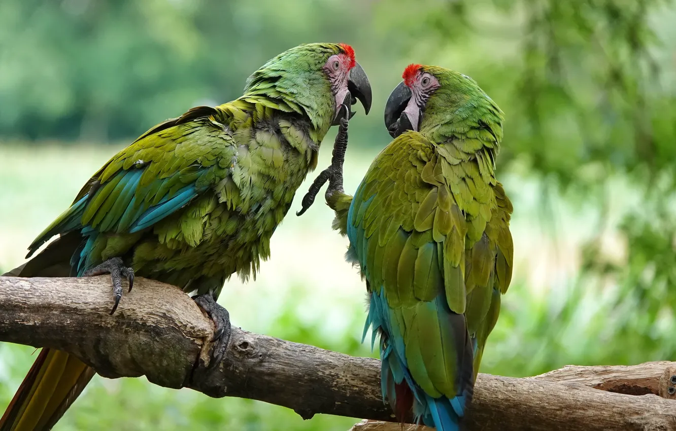 Photo wallpaper birds, branches, pose, paws, green, parrot, pair, claws
