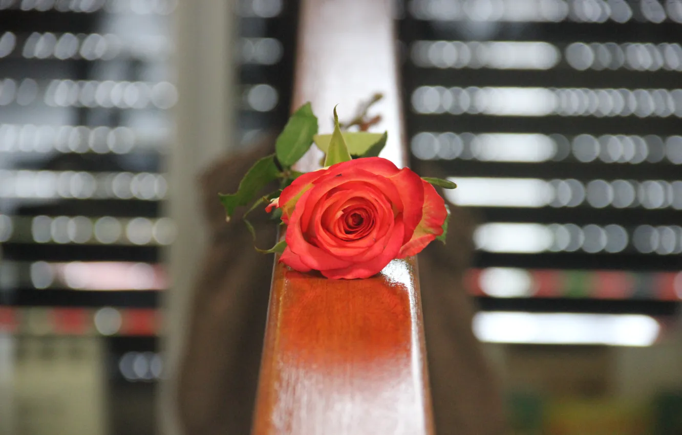 Photo wallpaper rose, flower, beauty