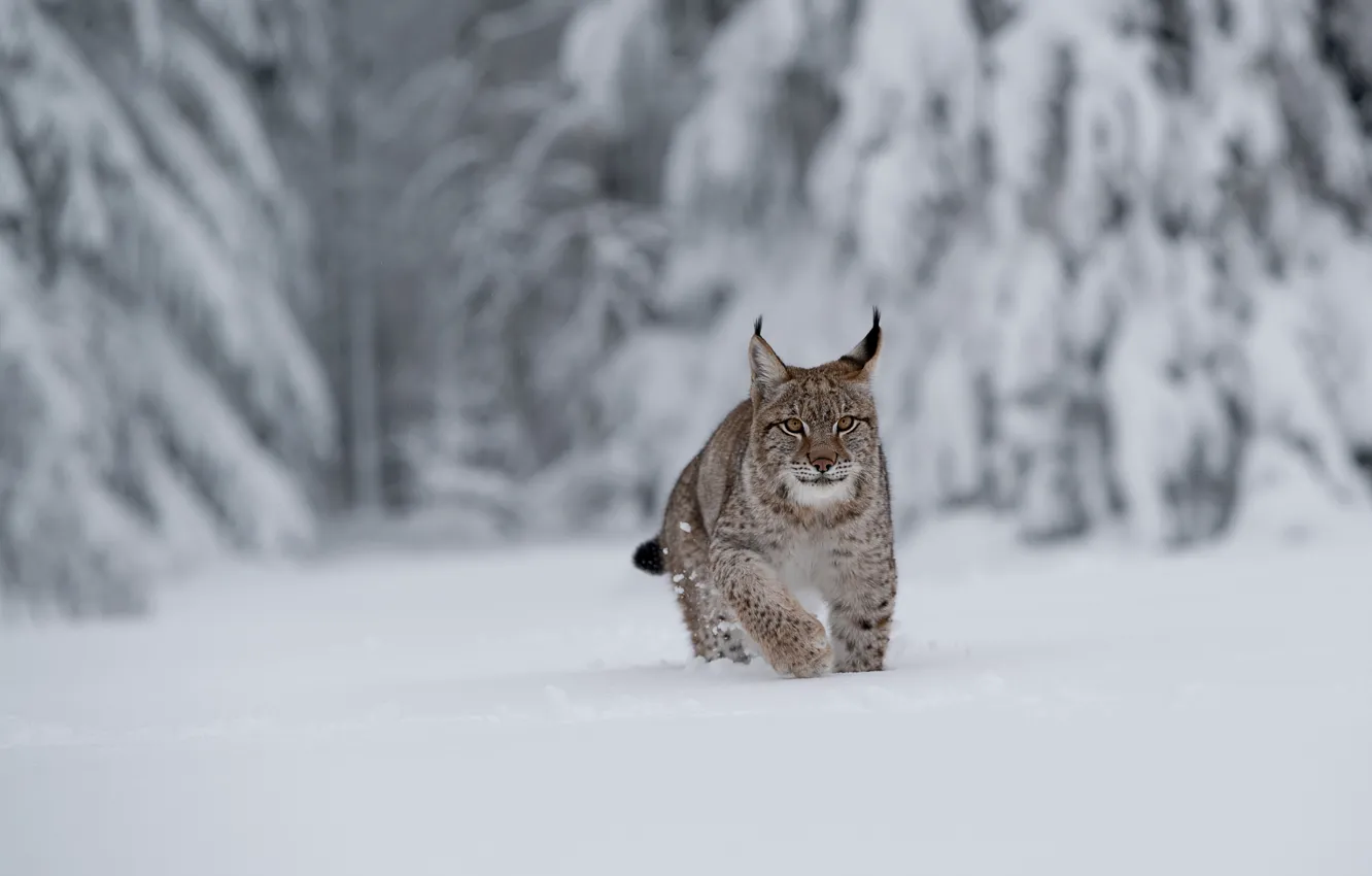 Photo wallpaper winter, forest, snow, the snow, lynx