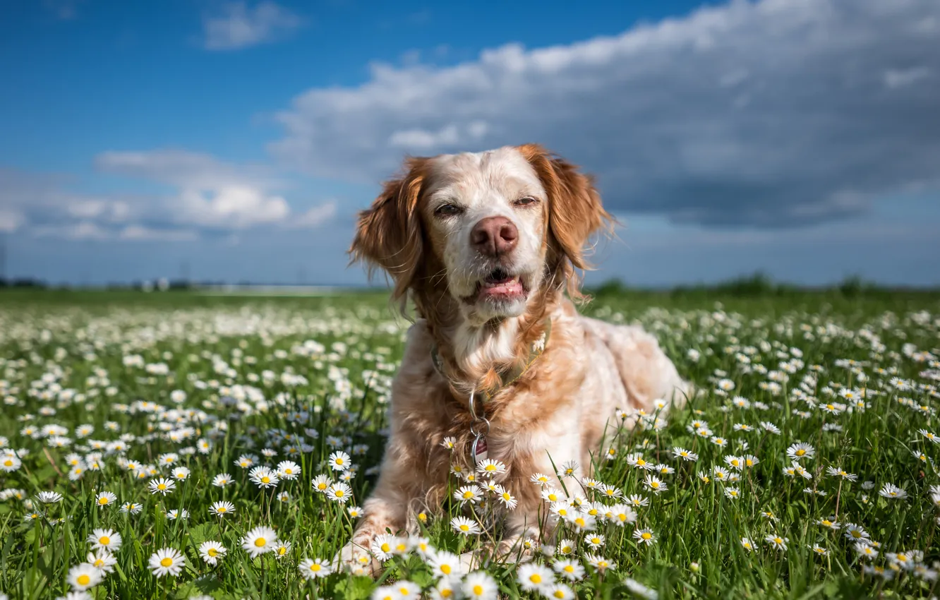 Photo wallpaper field, the sky, look, clouds, flowers, nature, pose, chamomile
