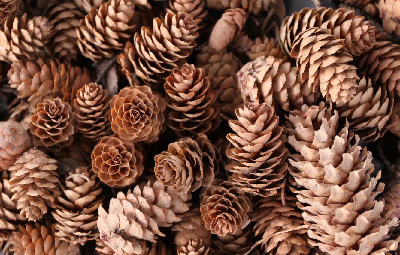 Photo wallpaper macro, nature, Pine cones