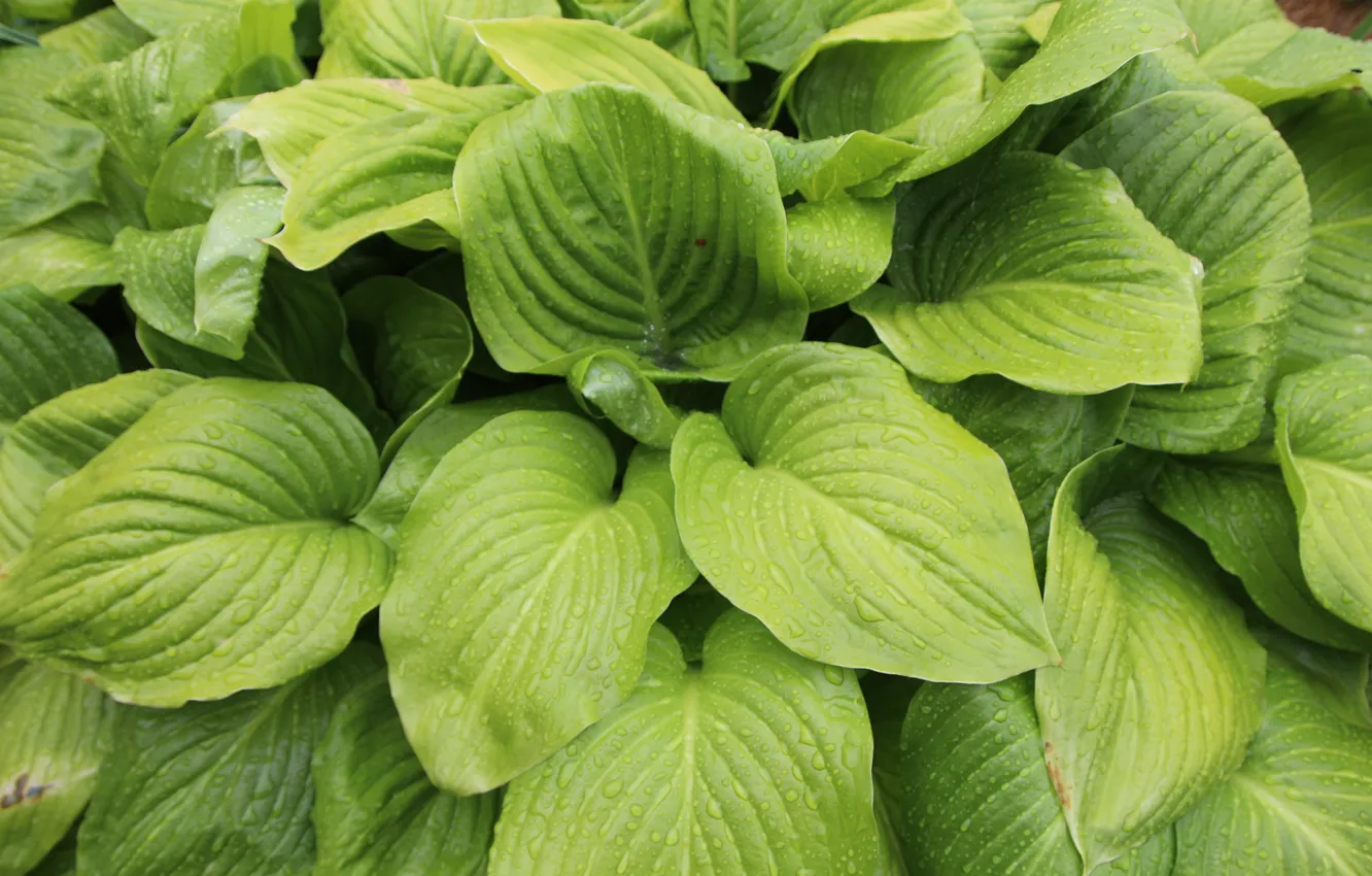 Photo wallpaper greens, drops, macro, flowers, Rosa, host, my photo