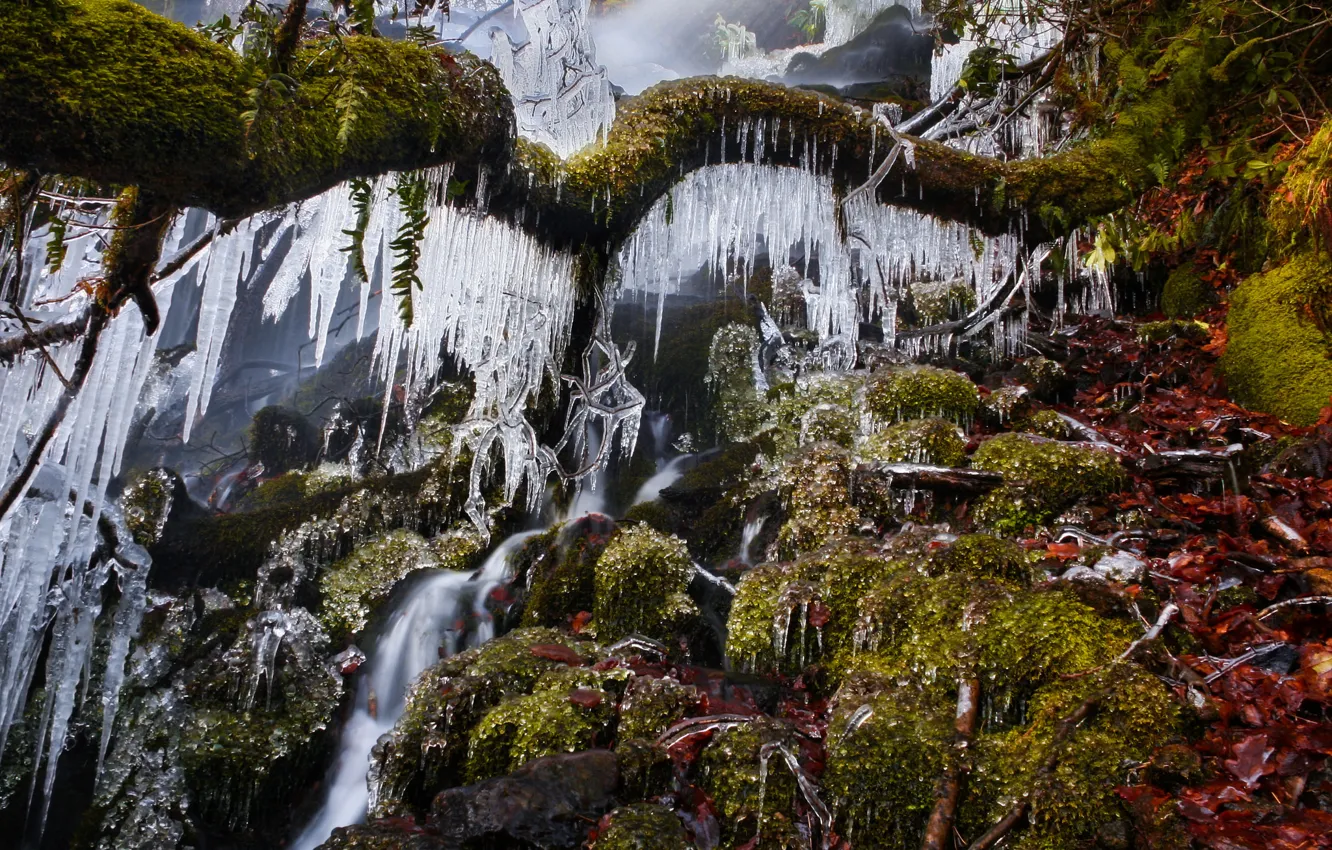 Photo wallpaper ice, winter, tree, waterfall