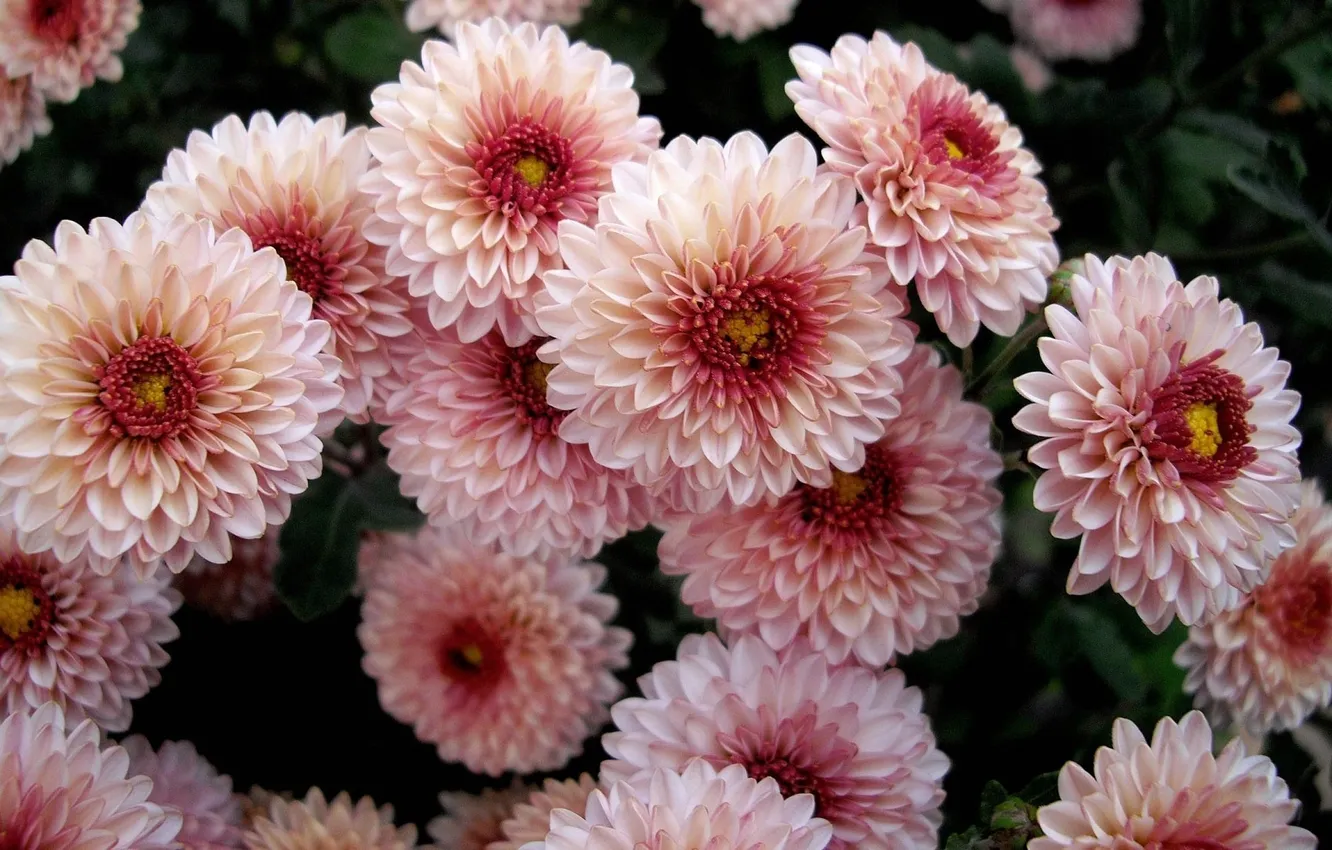 Photo wallpaper bouquet, dahlias, motley