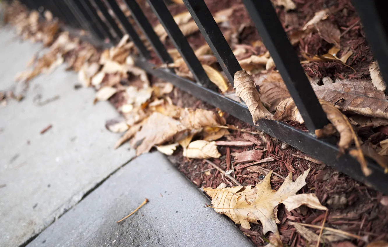 Photo wallpaper autumn, leaves, macro, foliage, grille, the sidewalk, fallen
